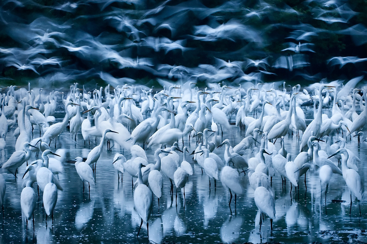Kudich Zsolt a Big Picture nemzetközi természetfotó-pályáza